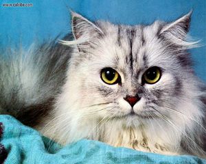 Кошки редких пород