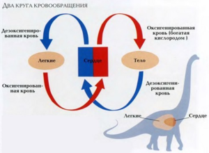 Кровообращение способствует снабжению органов и тканей кислородом