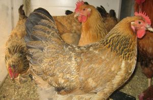 Описание внешности Кучинской Юбилейной породы кур