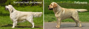 Описание пород собак