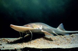 Лопатонос: как выглядит Лопатонос