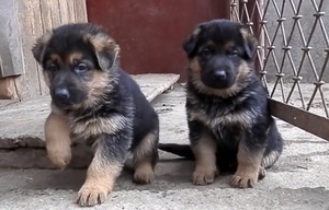 Месячный щенок немецкой овчарки Месячный щенок овчарки - правильный рацион