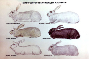 Самые популярные породы кроликов