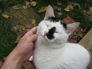 Кошачее мурлыкание