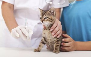 Необходимо ли проводить вакцию котенка