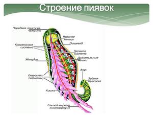 Система пиявки