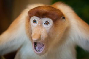 Носач или кахау (Nasalis larvatus) Места обитания обезьян носач