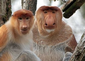 Носач – редкая обезьяна из Борнео Носачи - редкий вид обезьян