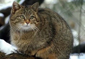 Образ жизни дикой кошки