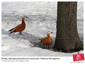 Огарь на снегу 