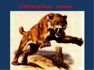 Саблезубый тигр Описание саблезубого тигра