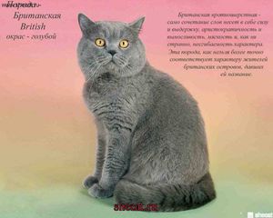 Виды породы