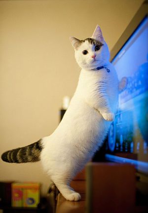 Особенности и окрас кошек Какие породы кошек с короткими лапами