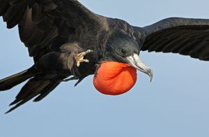 Описание самой быстрой птицы