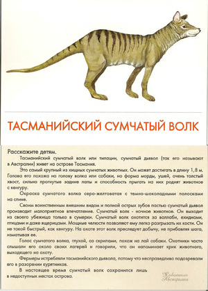Чем питается сумчатый волк