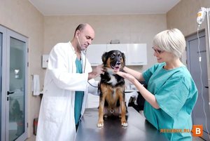Осмотр питомца ветеринаром