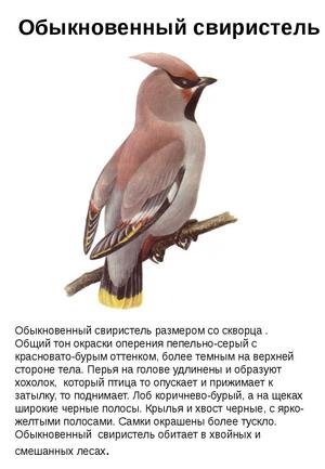 Описание птицы свиристель Как выглядит птица с хозолком