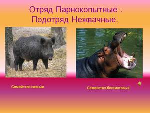 Класс парнокопытных животных