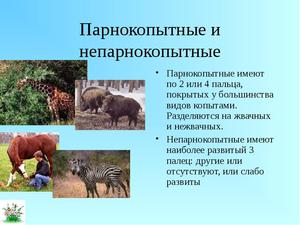 Парнокопытные животные