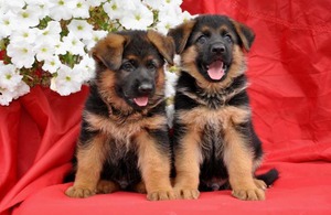 Питание щенков немецких овчарок Питание щенков - выбираем рацион