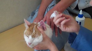 Почему это так важно чистить уши кошке