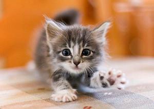 Причины, по которым котенок кусается