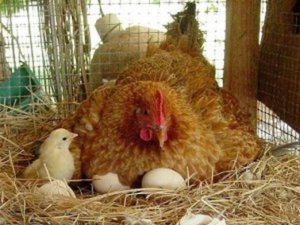 Как курицу-наседку отучить от высиживания