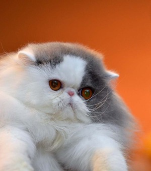 Какие есть породы кошек