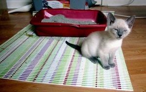 Как лечить понос и рвоту у котенка