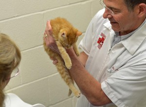 Как действуе вакцина Как действует прививка от бешенства