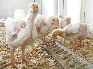 Простудные заболевания  цыплят