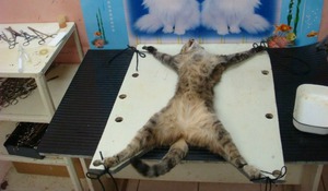 Стерилизация кошек