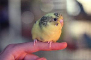 Птенцы волнистого попугая