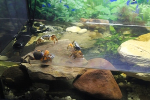 Радужный краб - акватеррариум Содержание крабов в специальном акватеррариуме