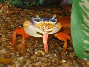 Радужный краб - соперничество друг с другом Радужный краб кушает креветку