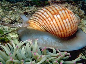 Виды морских  улиток