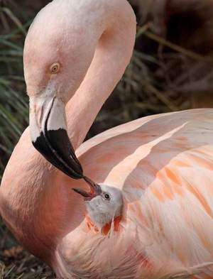 Окрас фламинго Описание розового фламинго