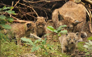 Самая крупная ккошка рысь