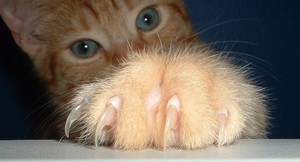Рыжий котенок