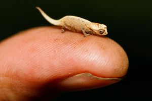 Самые маленькие пресмыккающиеся