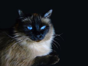 Породы редких кошек