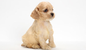 Как кормить кокер спаниеля Чем питается кокер спаниель