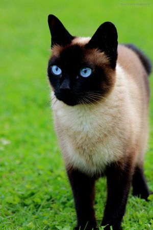 Отличия сиамской кошки