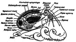 Сердца 