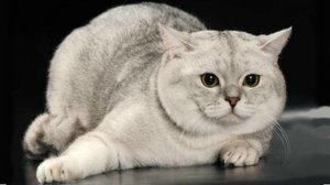 Чем отличаются шотландская и британская  породы