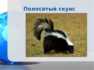 Скунс полосатый на природе 