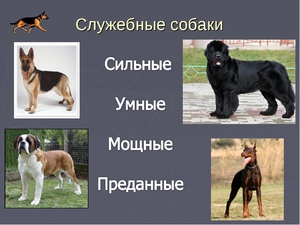 Служебные породы собак коллаж