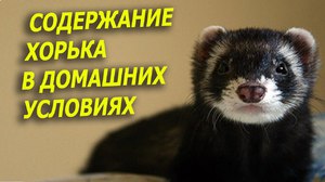 Чем кормить домашнего хорька