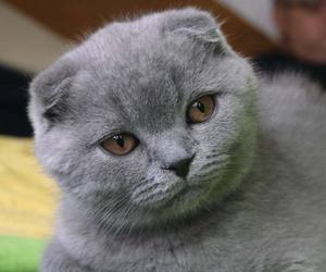 Содержание Шотландской вислоухой кошки