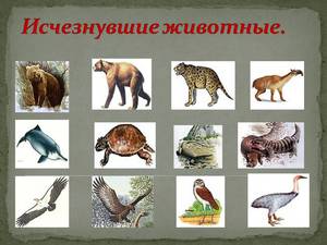 Какие виды птиц уже вымирли